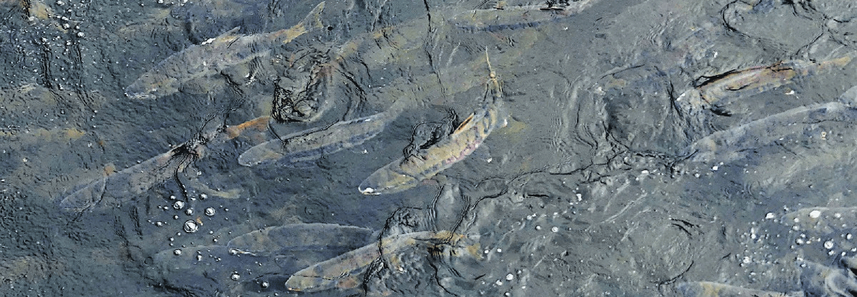 鮭の聖地　鮭の産卵風景